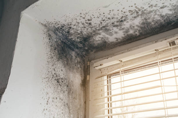 Affordable Mold Removal solutions in Wilsonville, OR